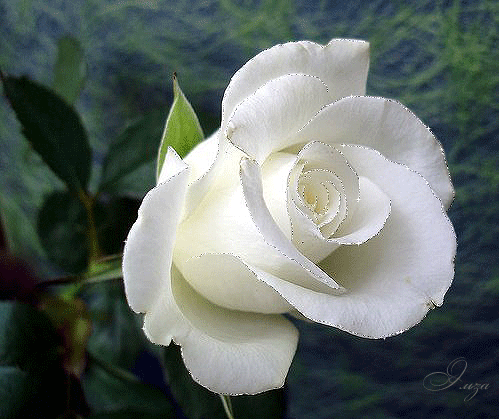 Анимированная открытка в mawar putih с