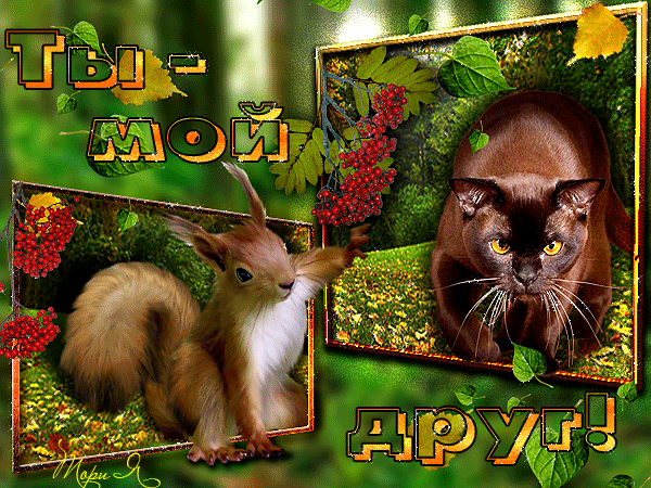 Анимированная открытка Ты-мой друг! Кошка Бурма