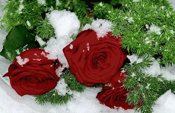 Анимированная открытка РОЗЫ розы в снегу