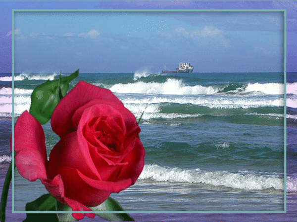 Анимированная открытка Распускающаяся красная роза на фоне моря