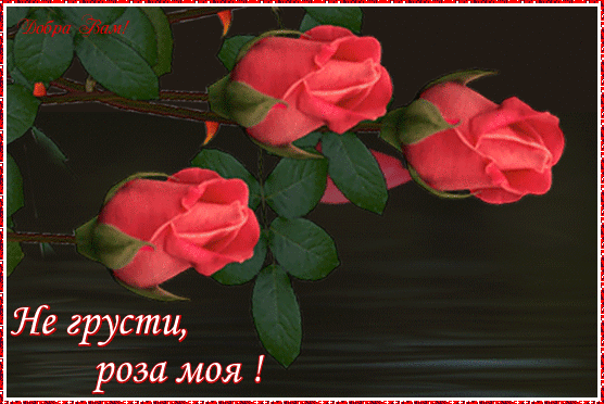 Анимированная открытка Не грусти, роза моя!