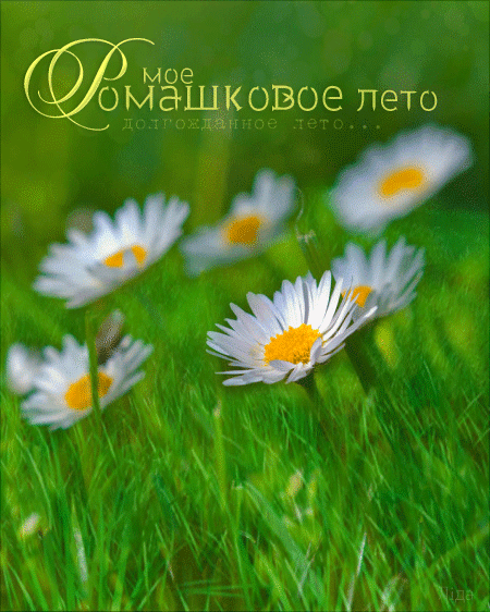 Анимированная открытка Мое ромашковое лето долгожданное лето...