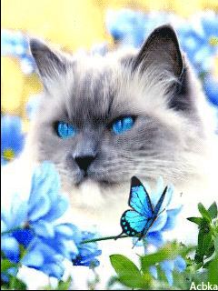 Анимированная открытка Котик и бабочка