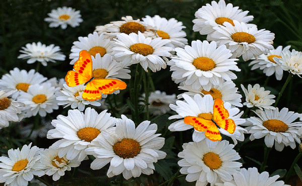 Анимированная открытка Цветы ромашки с днем рождения