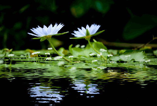 Анимированная открытка Водяная лилия воды цветы