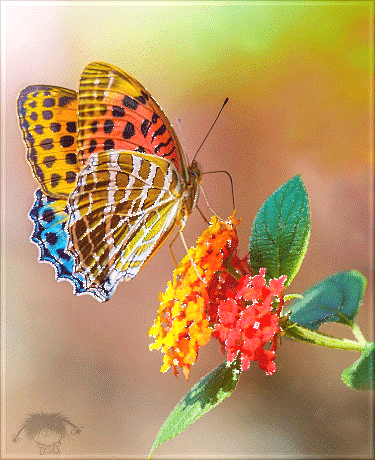 Анимированная открытка Бабочка на цветку