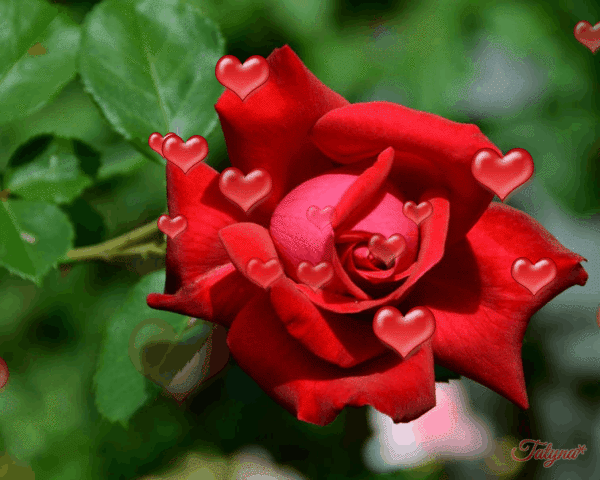 Анимированная открытка Роза с сердечками