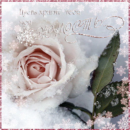 Анимированная открытка Открытка-Белая роза в снегу. Пусть хранит тебя моя нежность))