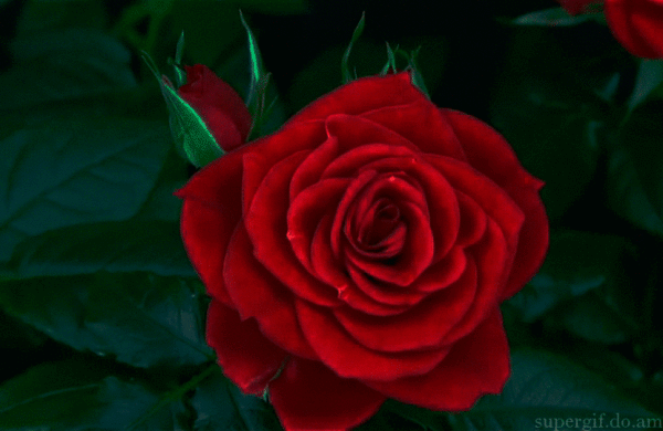 Анимированная открытка Розы от сердца