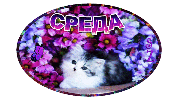 Анимированная открытка Среда, котик, бабочка, цветы