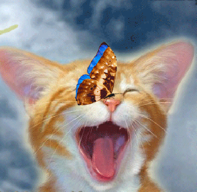 Анимированная открытка Котенок с бабочкой на носу