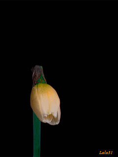 Анимированная открытка Раскрытие цветка