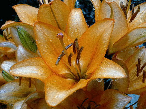 Анимированная открытка Цветок лилии
