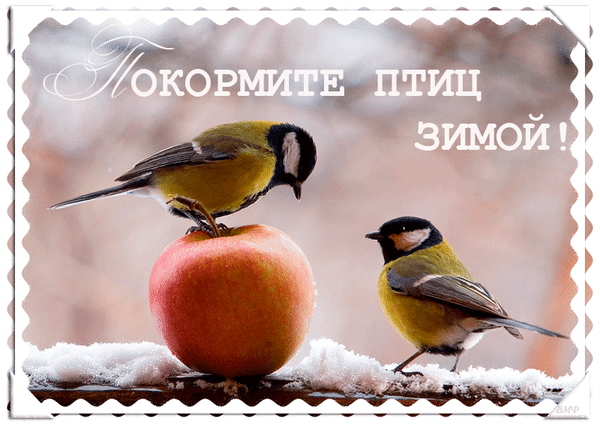 Анимированная открытка Покормите птиц зимой