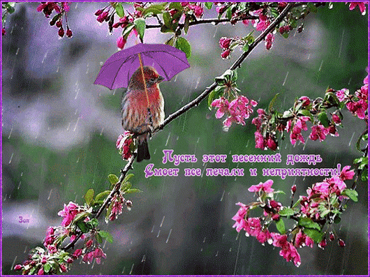 Анимированная открытка Пусть весенний дождь смоет все неприятности!