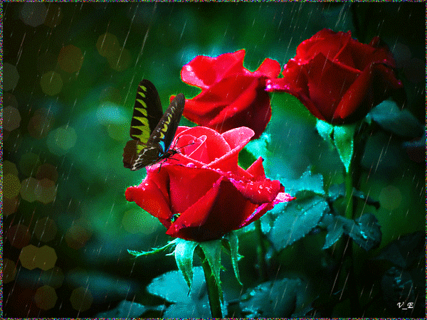 Анимированная открытка розы бабочка