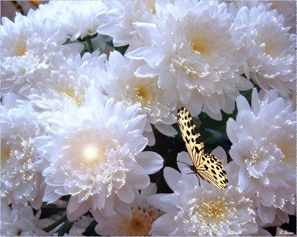 Анимированная открытка хризантемы, бабочка