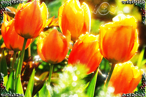 Анимированная открытка на изображении тюльпаны
