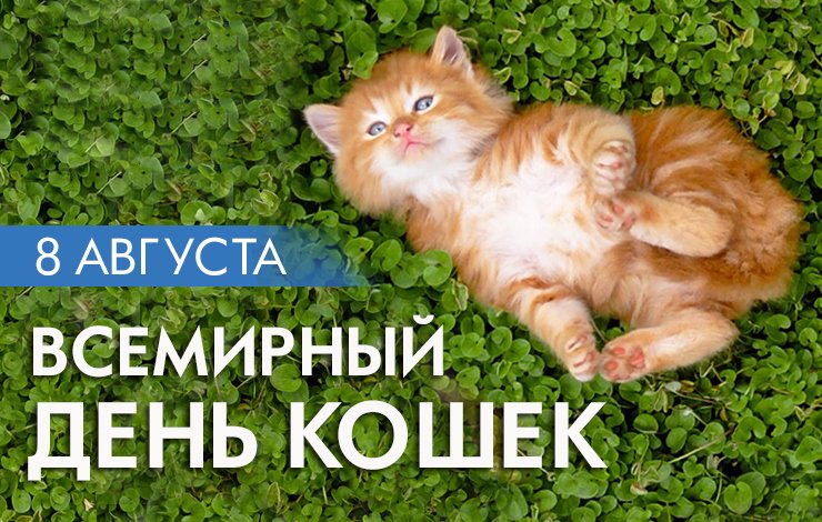 Открытка Всемирный день кошек 8 августа