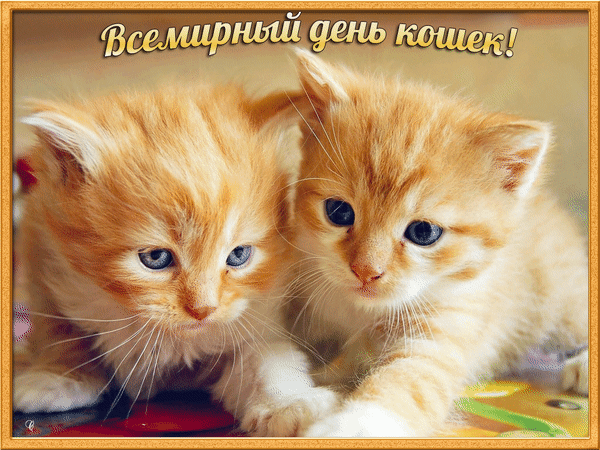 Анимированная открытка Всемирный день кошек