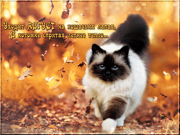 Анимированная открытка Уходит август на кошачьих лапах...