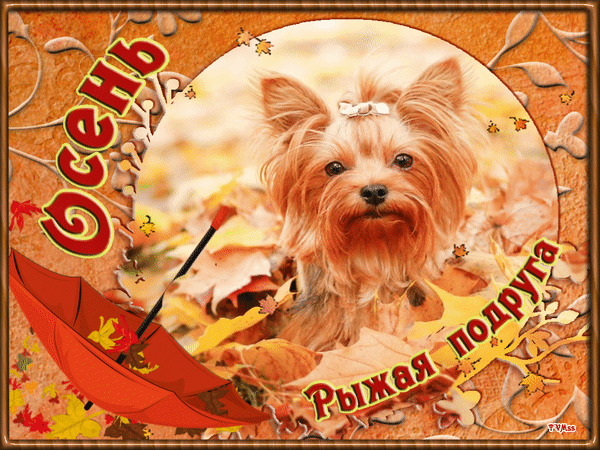 Анимированная открытка Осень - рыжая подруга