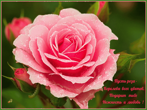 Анимированная открытка Пусть роза подарит нежность и любовь!