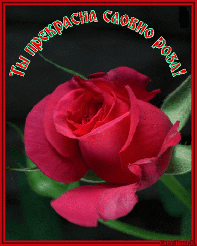 Анимированная открытка Ты прекрасна словно роза!