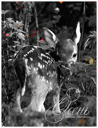 Анимированная открытка Оленёнок в осеннем лесу