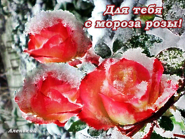 Анимированная открытка Для тебя с мороза розы!