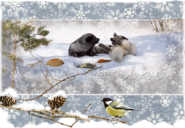 Анимированная открытка Песцы в природе. Зима Хорошего настроения!