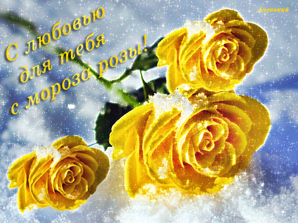 Анимированная открытка С любовью для тебя с мороза розы!