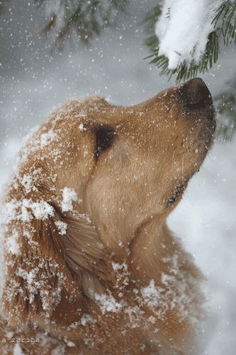 Анимированная открытка Собака в зимнем парке