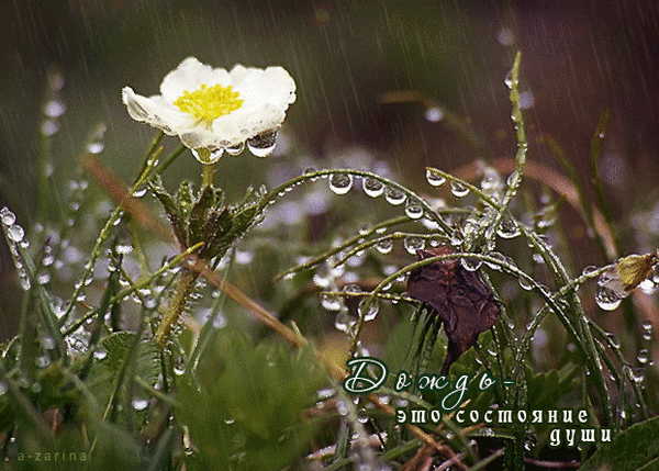 Анимированная открытка Летний дождь