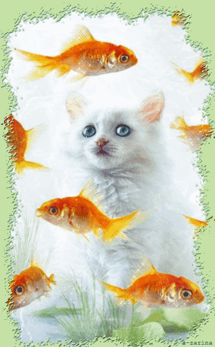 Анимированная открытка Кот и золотые рыбки