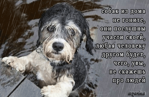 Анимированная открытка Бездомная собака