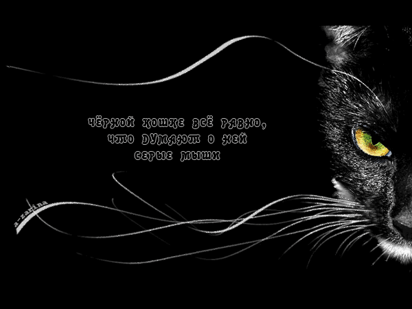 Анимированная открытка Чёрная кошка