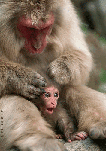 Анимированная открытка взрослая и маленькая обезьянки