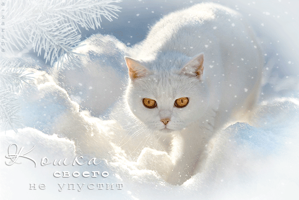Анимированная открытка Белоснежная кошка на снегу