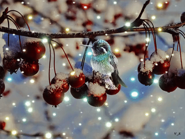 Анимированная открытка птичка на ветке и снег