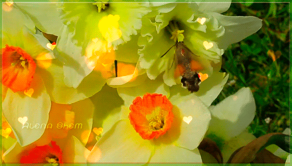 Анимированная открытка Нарциссы и бабочка