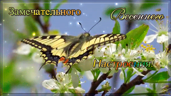 Анимированная открытка Бабочка на цветущей вишне. Весеннего настроения!
