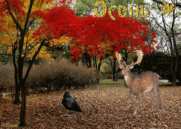 Анимированная открытка Осень!