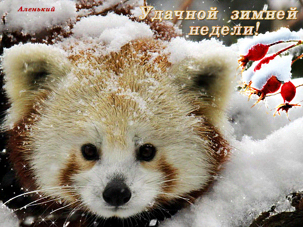 Анимированная открытка Удачной зимней недели!!