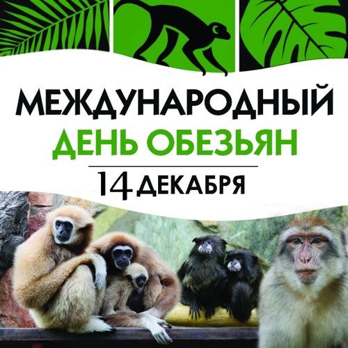 Открытка Международный день обезьян - 14 декабря