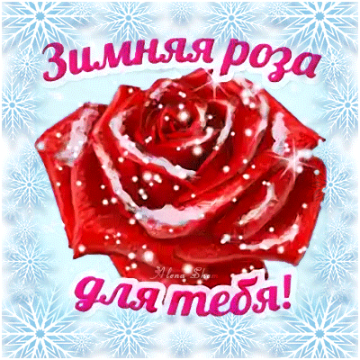 Анимированная открытка Зимняя роза для тебя!