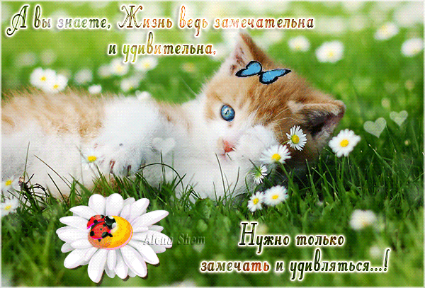 Анимированная открытка Котёнок и ромашки. Замечательного настроения!