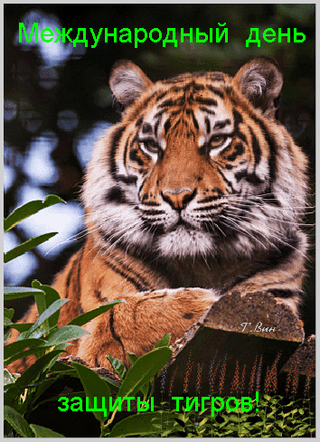 Анимированная открытка Международный день тигра!