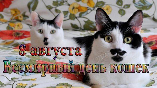 Открытка 8 августа Всемирный День кошек