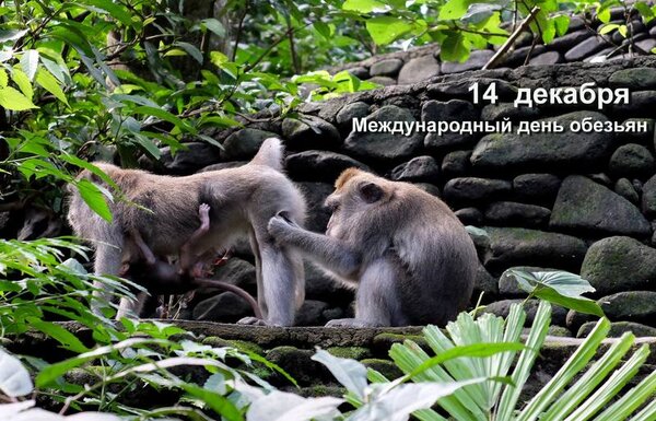 Открытка 14 декабря Международный день обезьян